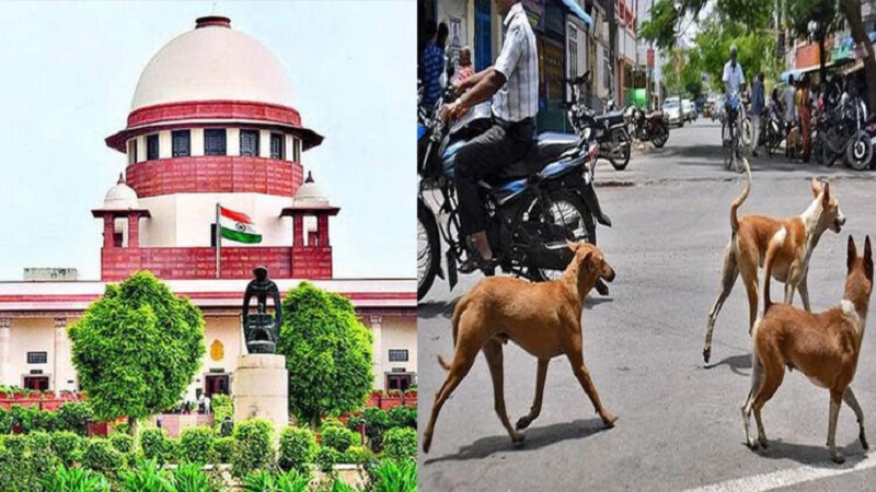 Supreme Court Stray Dogs Ruling Live Updates: Maneka Gandhi Hails Verdict as “Scientific”